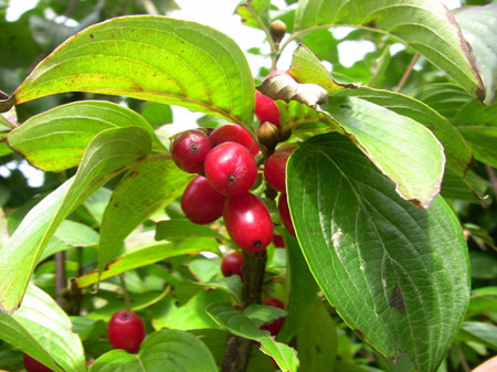 山茱萸的虫害