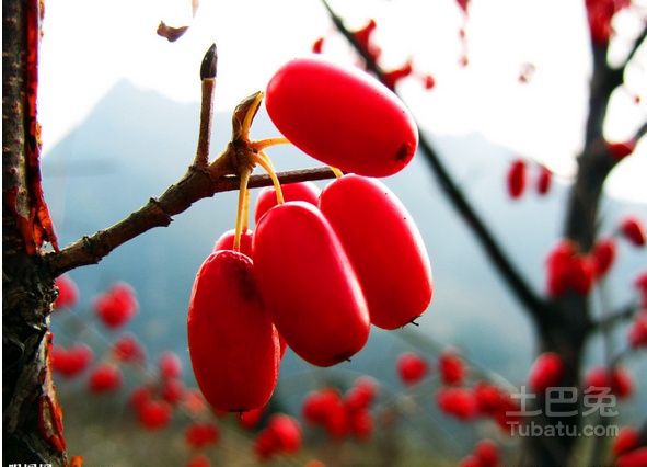 山茱萸泡水 一味山茱萸，胜过人参和当归！