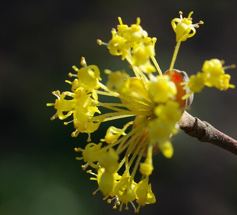山茱萸花花之语