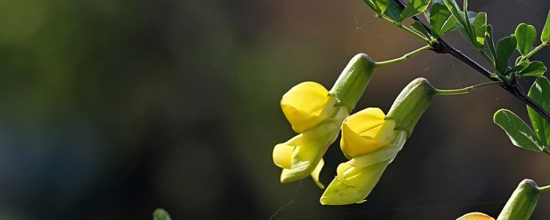 锦鸡儿养殖卡片，养锦鸡儿的注意事项