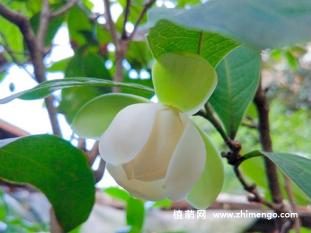 夜合花怎么养，要掌握这7种方法