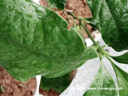 夜合花怎么养，要掌握这7种方法