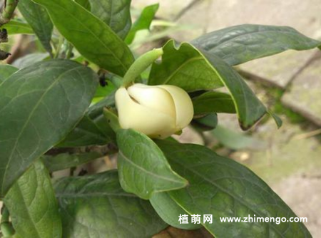 夜合花怎么养，要掌握这7种方法