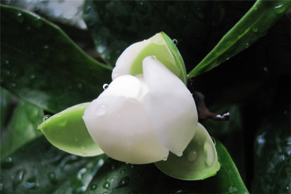夜合花的养殖方法,夜合花怎么养