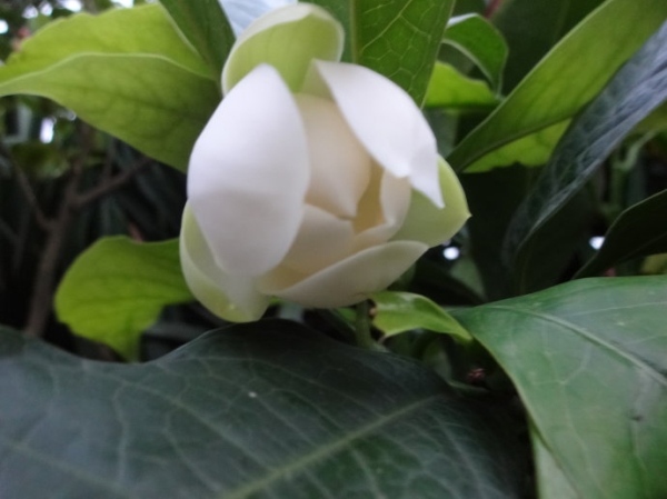 夜合花的花期