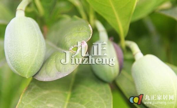 夜合花的形态特征与习性 夜合花怎样栽培