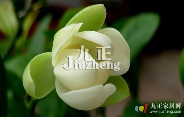 夜合花的形态特征与习性 夜合花怎样栽培