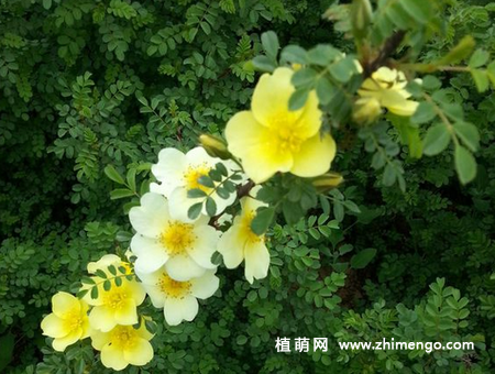 黄刺玫怎么养，要掌握这7种方法