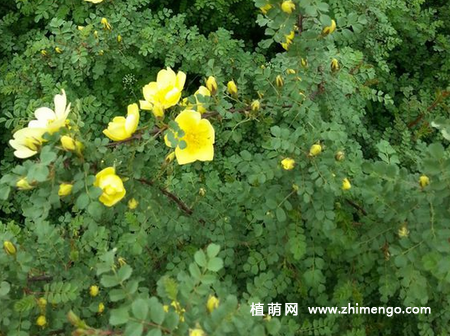 黄刺玫怎么养，要掌握这7种方法