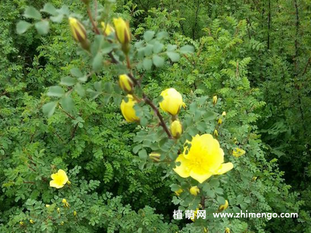 黄刺玫怎么养，要掌握这7种方法