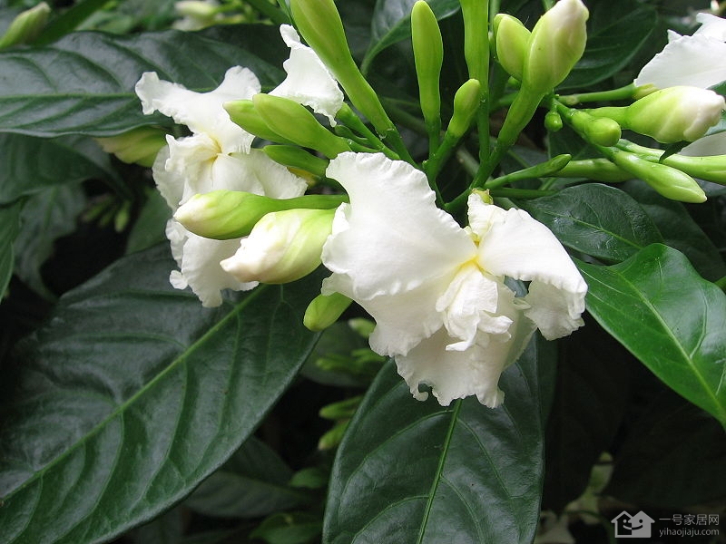 狗牙花的介绍  狗牙花的种植方法