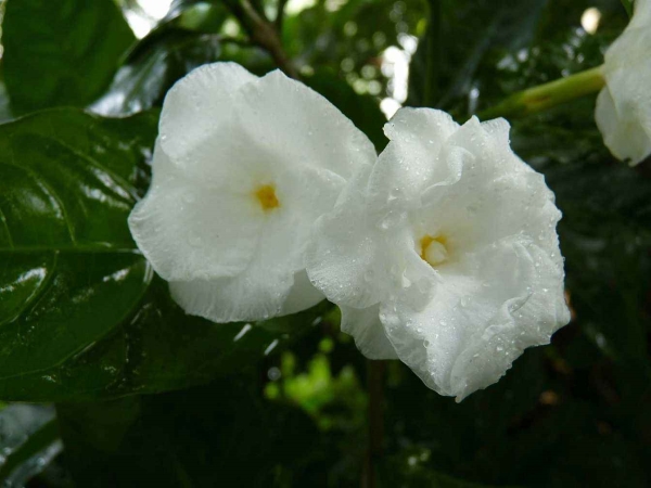 狗牙花的养护方法