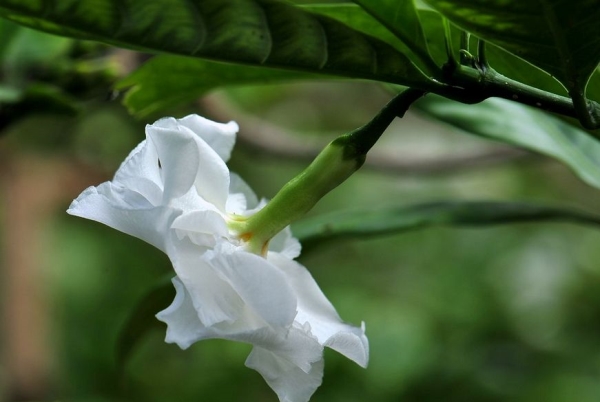 狗牙花的养护方法