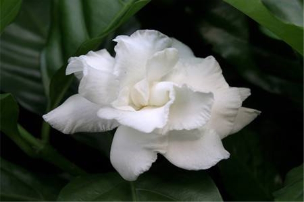 狗牙花的养护方法