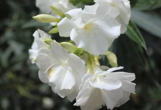 狗牙花叶子发黄怎么办，控温/施薄肥/补水/补光