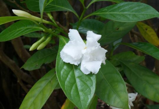 狗牙花叶子发黄怎么办，控温/施薄肥/补水/补光