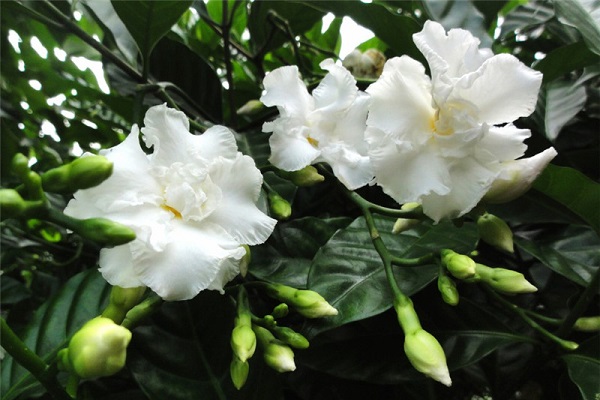 狗牙花烂根了怎么办 根烂怎么处理能救活