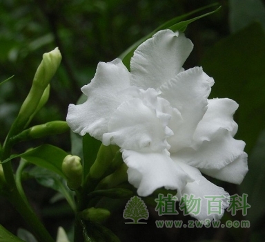 【认识狗牙花】狗牙花简介