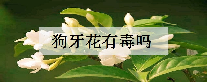 狗牙花有毒吗 能养在室内吗