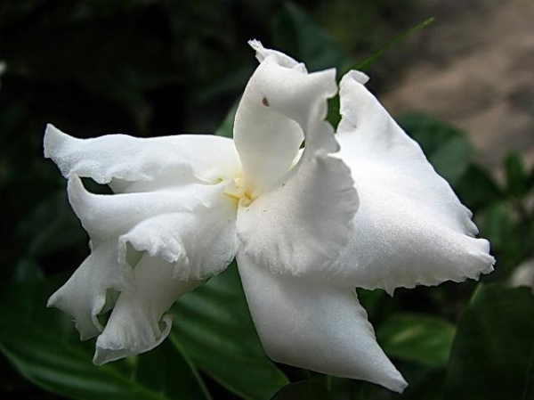 狗牙花的花语