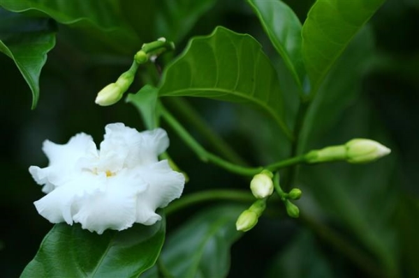 狗牙花的花语