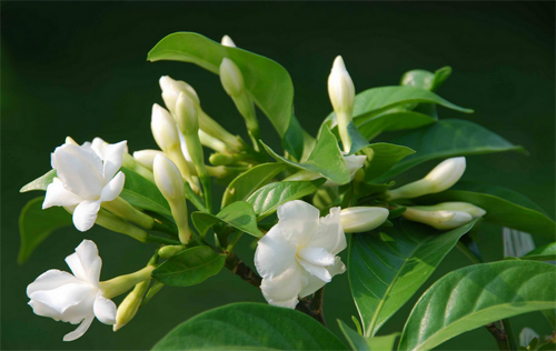 狗牙花的种植方法 有毒吗