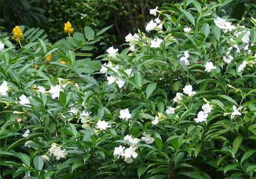 狗牙花的种植方法 有毒吗