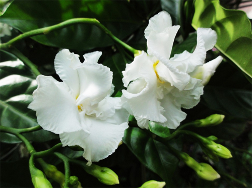 狗牙花的种植方法 有毒吗