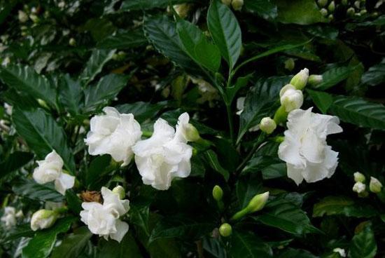 狗牙花的花语：清纯、善良