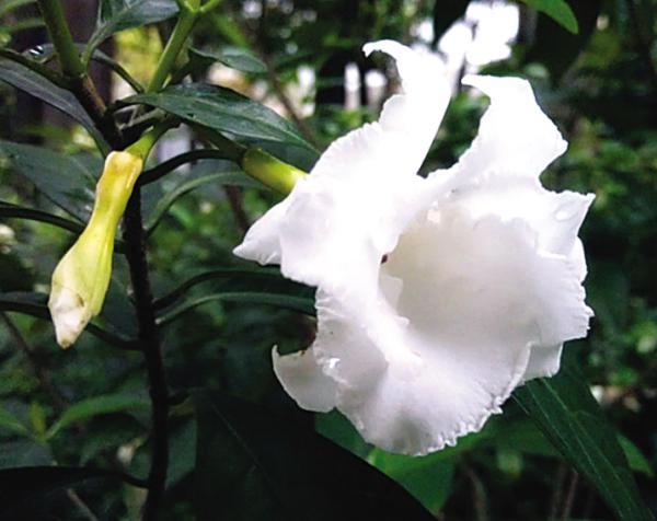 狗牙花的花语：清纯、善良