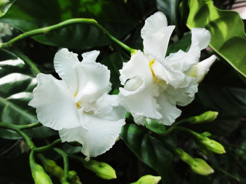 狗牙花的花语：清纯、善良