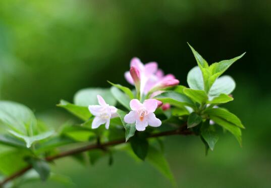 锦带花有毒吗，锦带花适合室内养殖吗/无毒可以养在室内