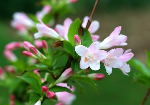锦带花有毒吗，锦带花适合室内养殖吗/无毒可以养在室内