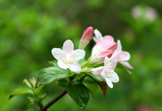 锦带花有毒吗，锦带花适合室内养殖吗/无毒可以养在室内