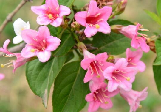 锦带花有毒吗，锦带花适合室内养殖吗/无毒可以养在室内