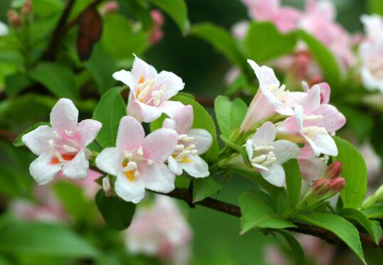 锦带花有毒吗，锦带花适合室内养殖吗/无毒可以养在室内