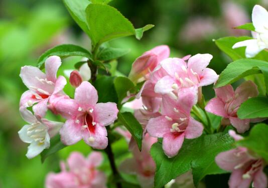 锦带花有毒吗，锦带花适合室内养殖吗/无毒可以养在室内