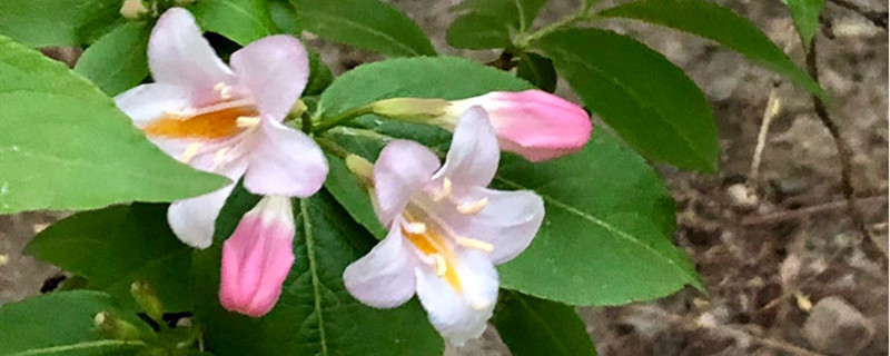 如何给锦带花浇水
