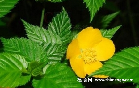 棣棠花怎么繁殖，扦插、播种、分株方式