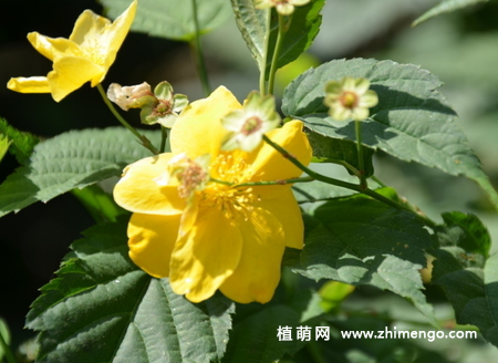 棣棠花怎么繁殖，扦插、播种、分株方式
