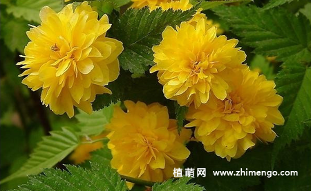 棣棠花怎么繁殖，扦插、播种、分株方式