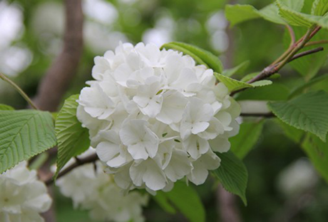 琼花怎么繁殖？若想养出枝叶繁茂的琼花后期的管理及养护可不容忽视哦！