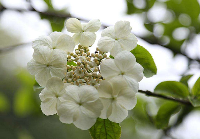 琼花的花语是什么？琼花的寓意和象征