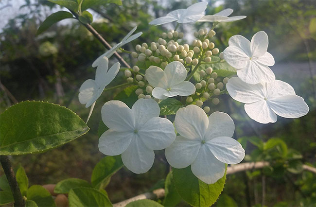 琼花的花语是什么？琼花的寓意和象征