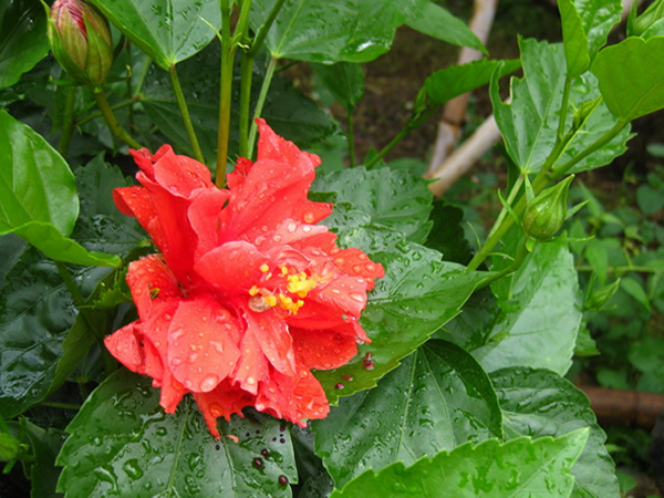 红色琼花图片
