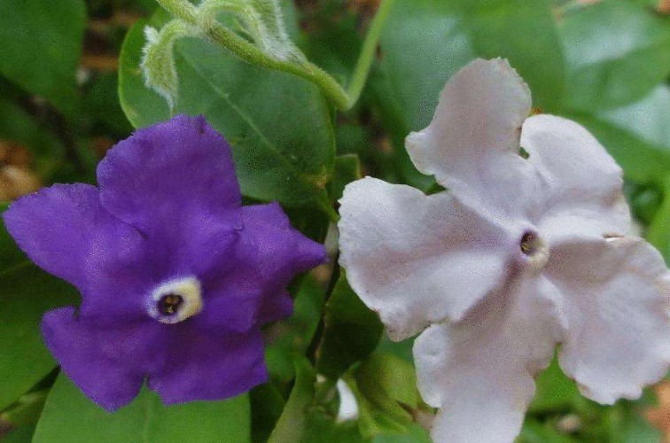 双色茉莉掉叶子怎么处理？