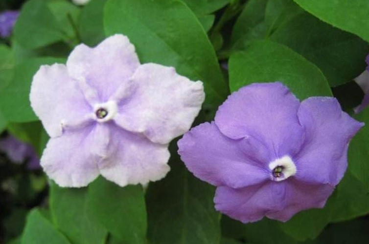 双色茉莉掉叶子怎么处理？
