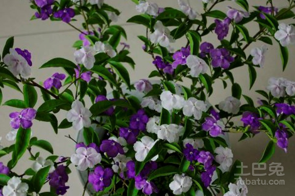 双色茉莉花语，素洁忠贞的代名词