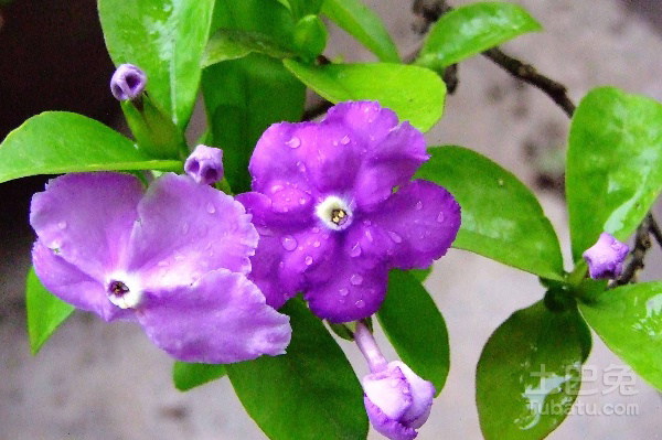 双色茉莉花语，素洁忠贞的代名词