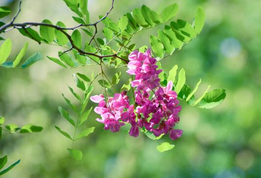 盆栽槐花怎么养，槐花的养殖方法和注意事项/光照足